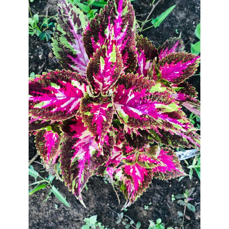 

miana_premium/miana_unik/jawerkotok/coleus