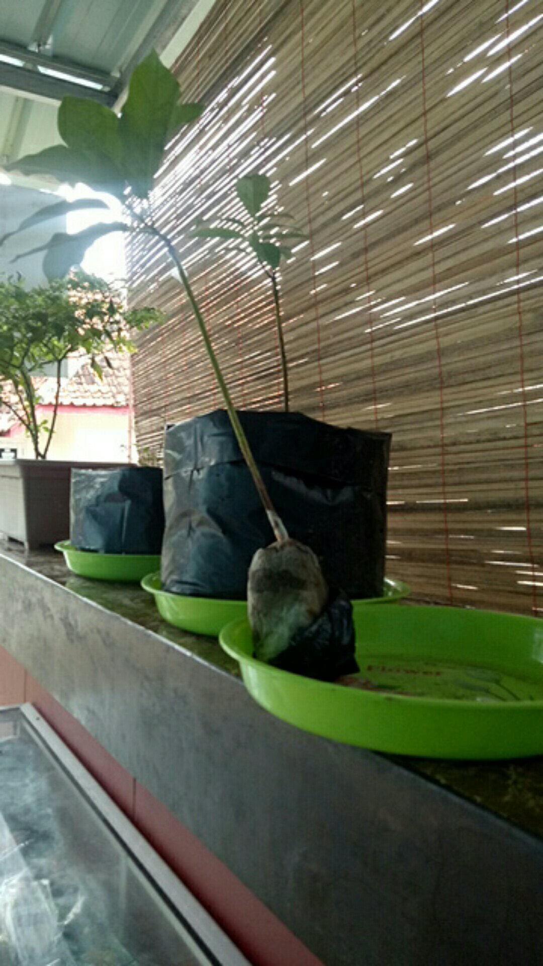 Jual Bibit Alpukat Tanpa Biji Unggul