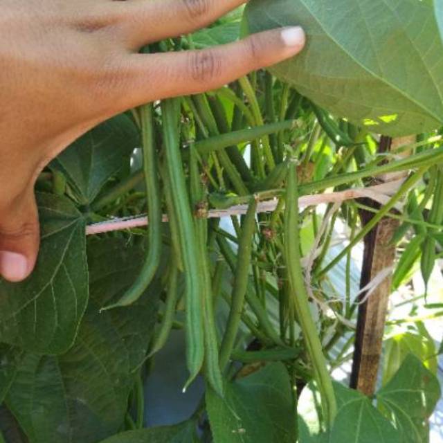 Benih buncis kenya/buncis baby (100 gr)