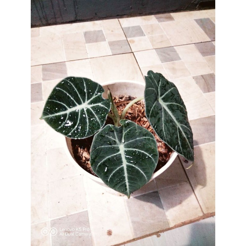 Alokasia Black Velvet / Alokasia Black Velvet Ninja / Alocasia Black Velvet