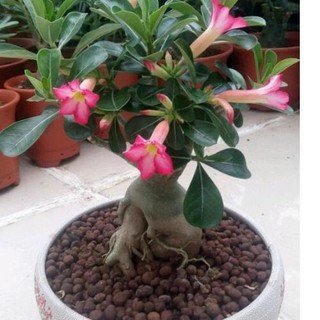  SaLLee Seeds Benih Biji Adenium Obesum Kamboja 