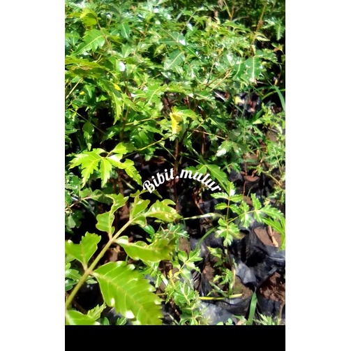 termurah [5pcs]bibit tanaman mimba asli genjah