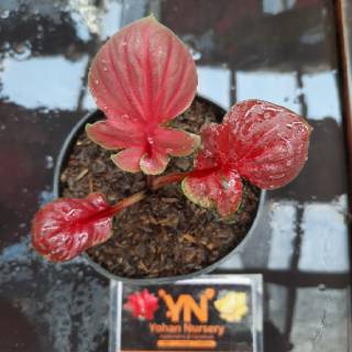 Bunga/Tanaman Hias Caladium/Keladi Hias KURO ABANG ...