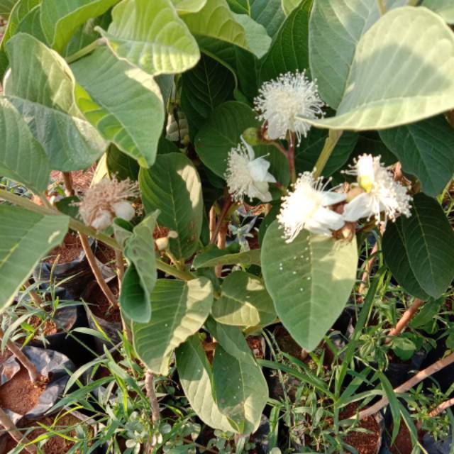 Bibit Jambu Kristal Okulasi Cepat Berbuah /Jual Bibit Jambu Kristal / Bibit Jambu Kristal Berbunga 