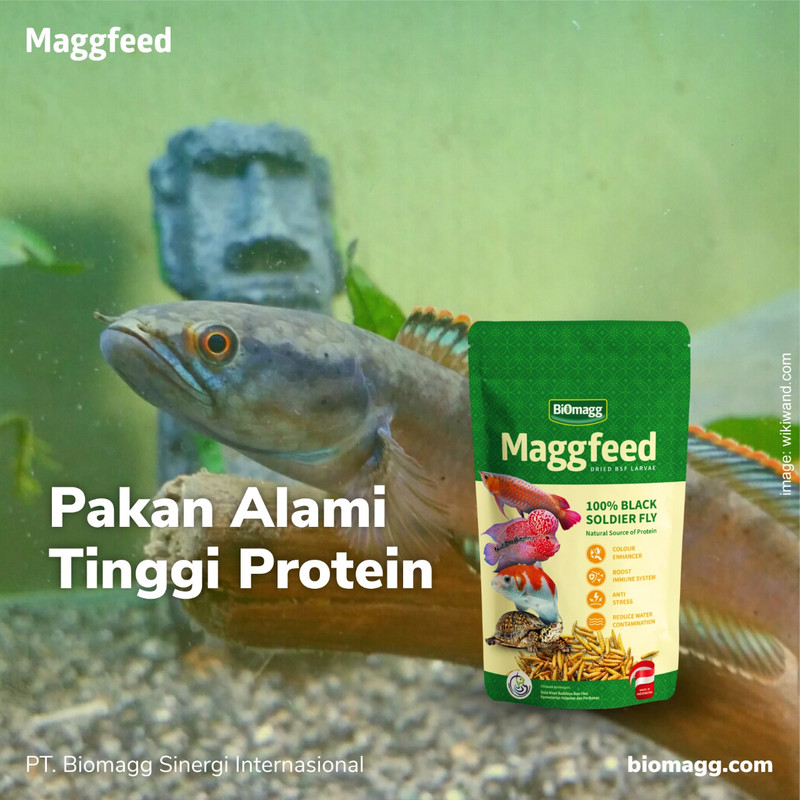 Maggfeed Larva maggot bsf kering, pakan ikan channa 3 pcs