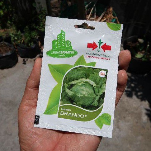 Selada Brando 2000biji Panah Merah