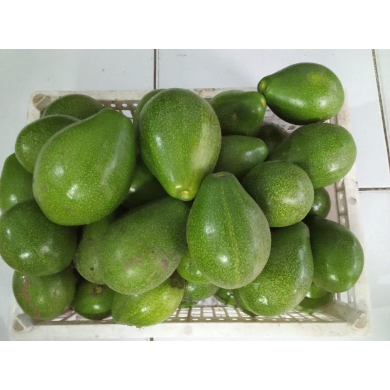 

Alpukat Mentega Besar dan Super dijamin Bagus