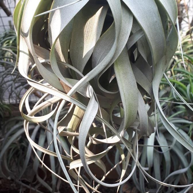 BANTING HARGA Tillandsia xerographica