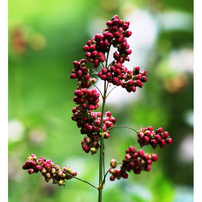 100 benih biji sorgum merah/beras sorgum