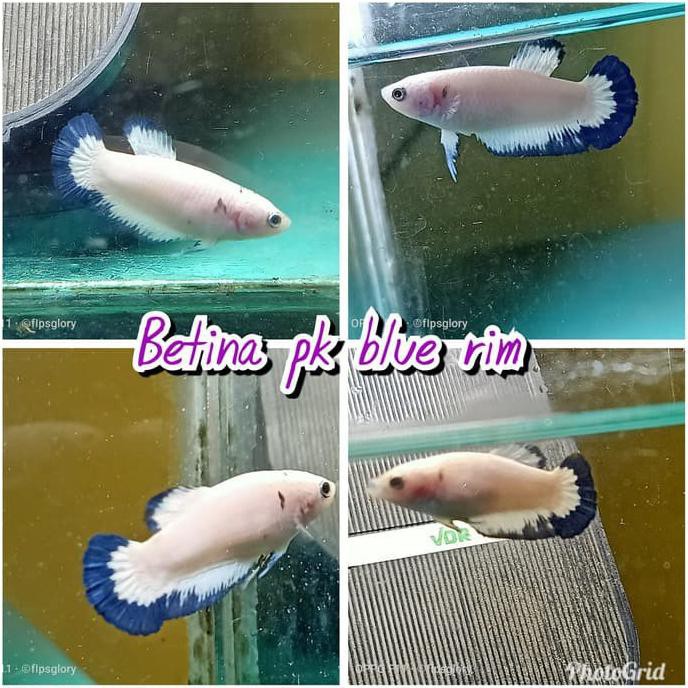 Terbaru Jual Cupang Betina Pk Blue Rim