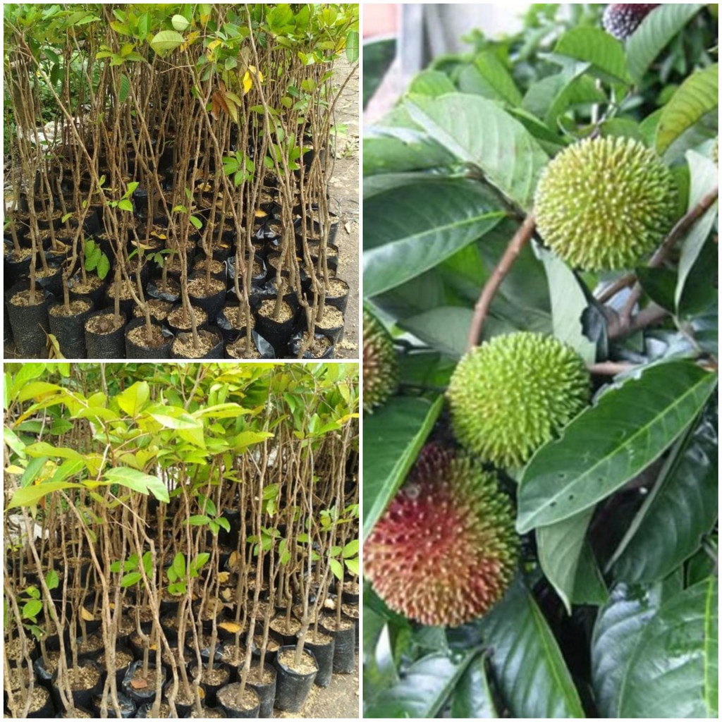 Bibit Rambutan Rapiah Okulasi