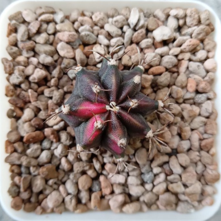 Kaktus Miha Blackpearl | Gymnocalycium Mihanovichii Black Pearl | Gymno | Miha | Blackpearl | Black 