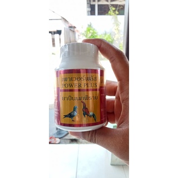 power plus merpati / ayam aduan