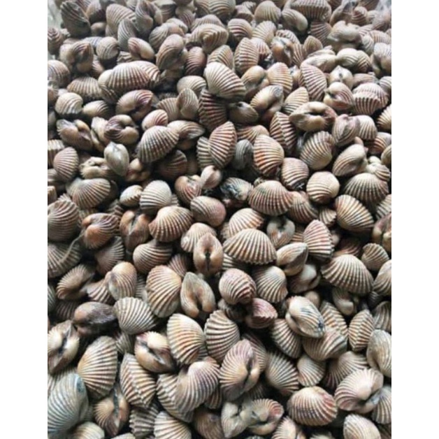 Kerang Dara Segar Remis Seafood Oyster Fress 1kg