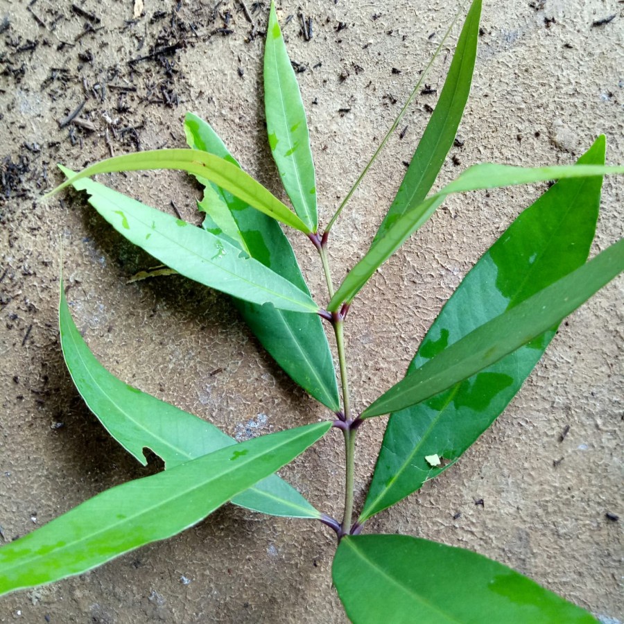 

DAUN SALAM LIAR WANGI 100GRAM