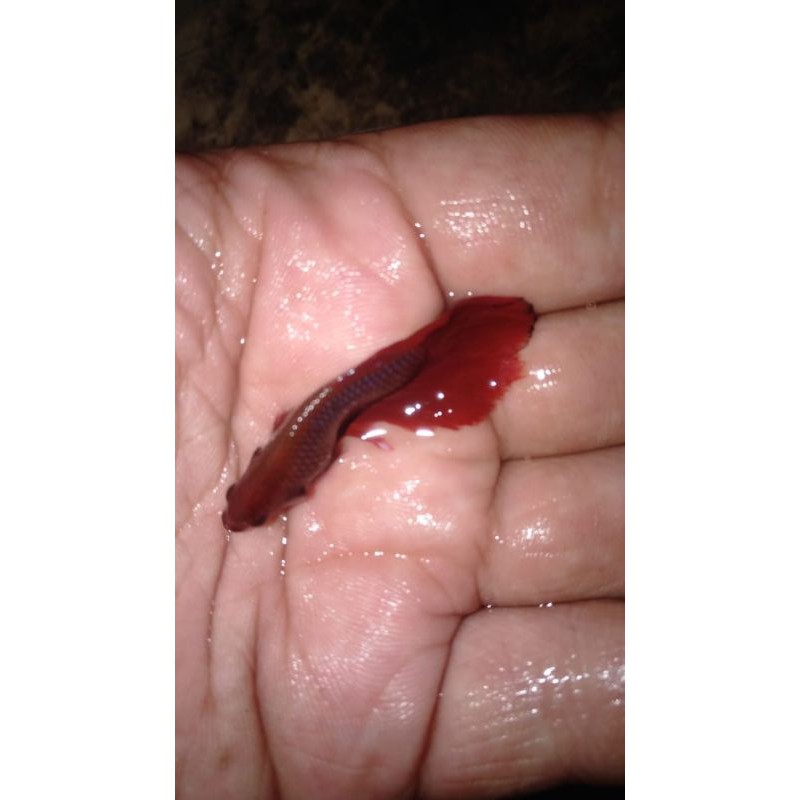 

cupang