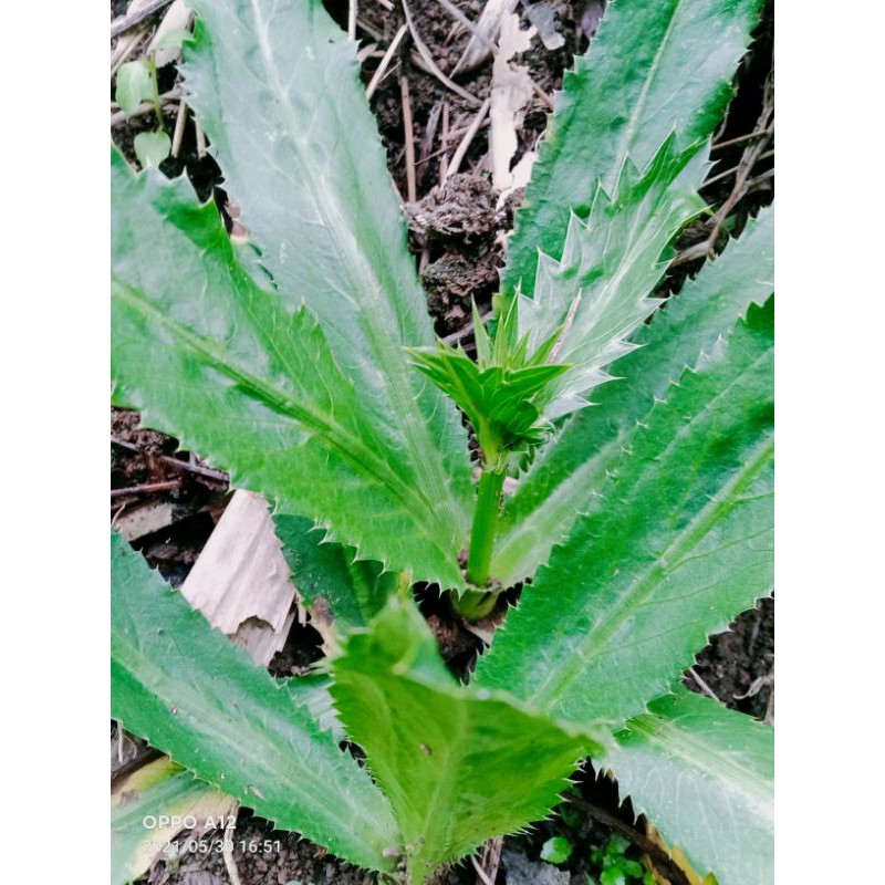 

daun walang sangit segar 1kg