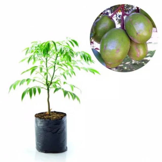 Tanaman kedondong bangkok