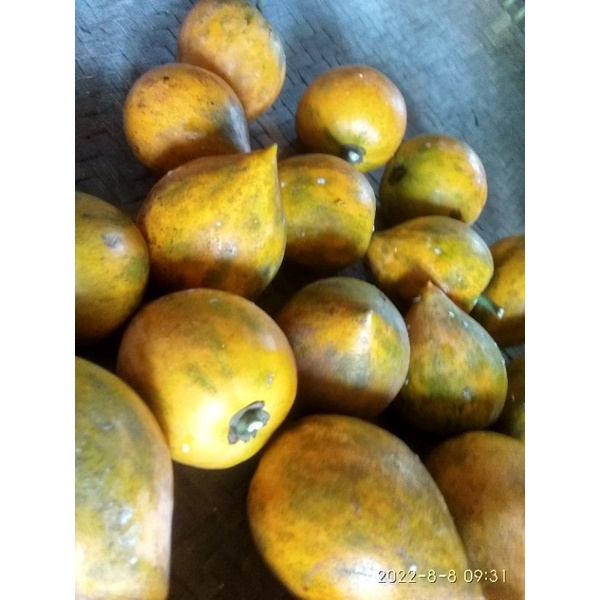 

Alkesah atau buah sawo mentega pulen enak mania per 2kg