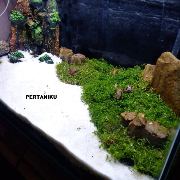 Tanaman Aquascape Karpet - Monte Carlo | Se-Lempeng Besar