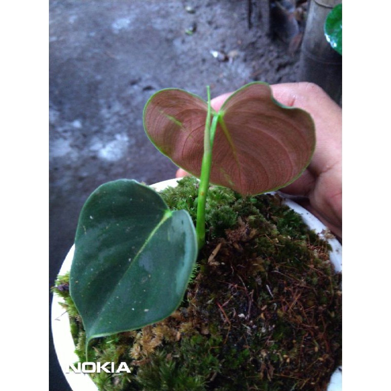philodendron Lupinum