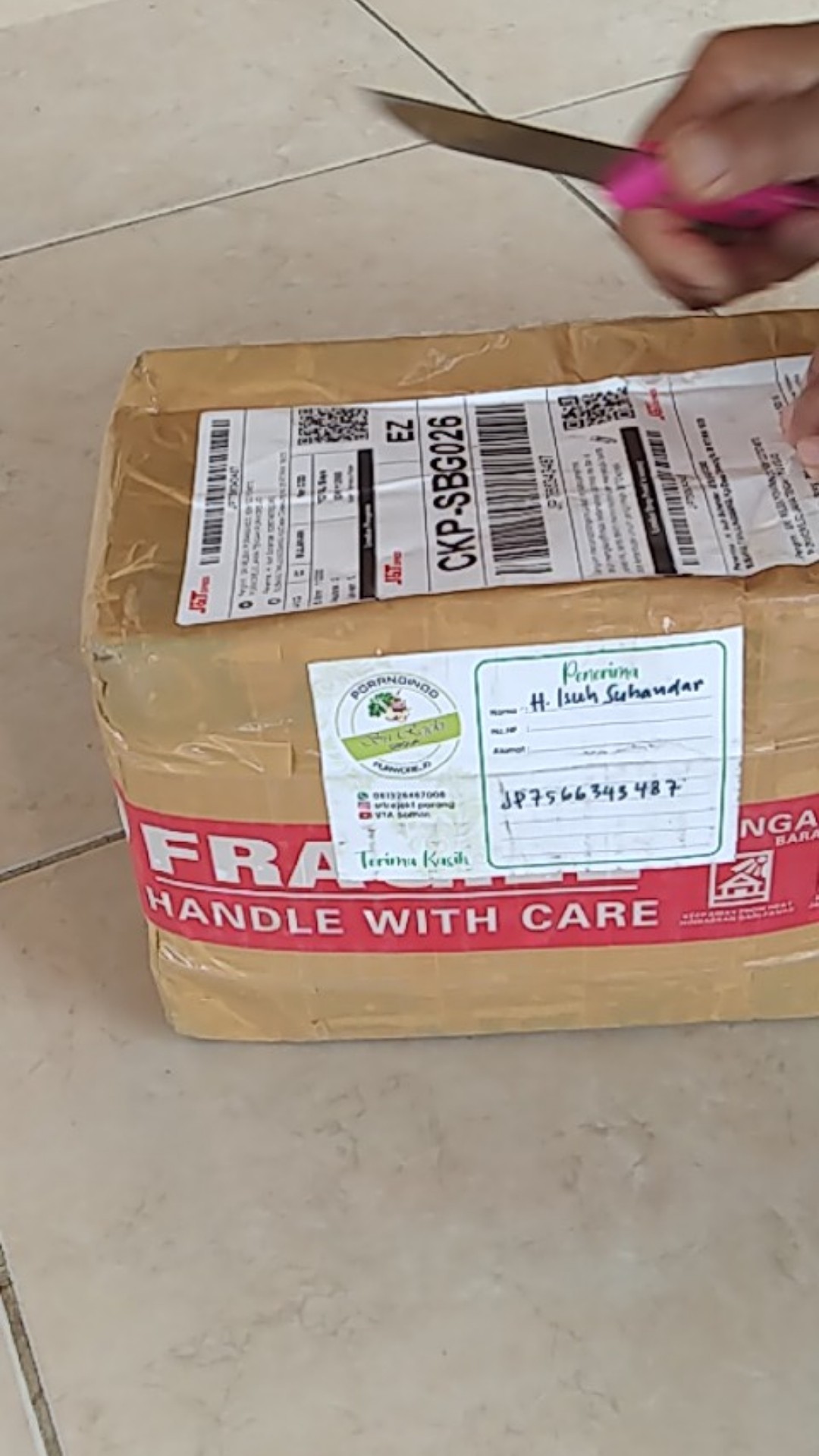 Bibit Porang Dorman | Katak Super Mini 700/ Biji