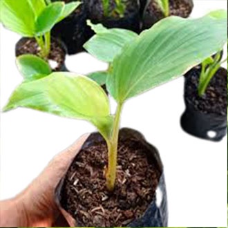 BIBIT KUNYIT HITAM ASLI BERKAH STORE