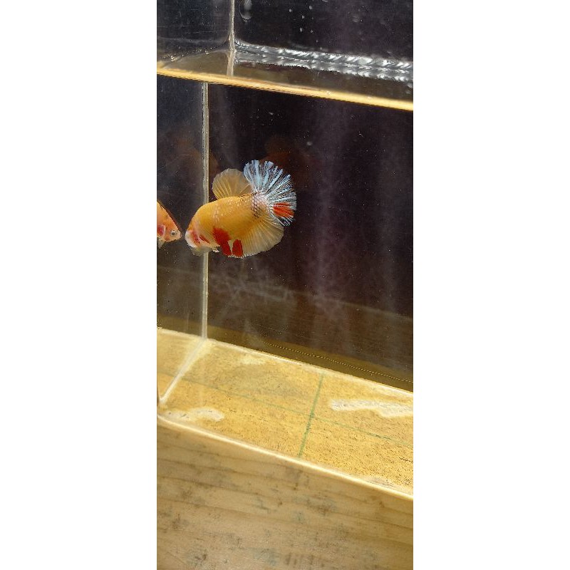 Cupang Yellow Koi Cooper / Sesuai Foto / Blue Rim / Hellboy / Kuncop / FCCP / Avatar Gordon
