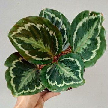 calathea medalion