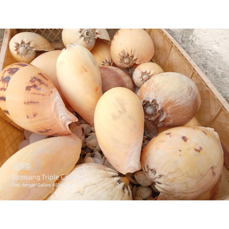 Cangkang kerang gondang jumbo