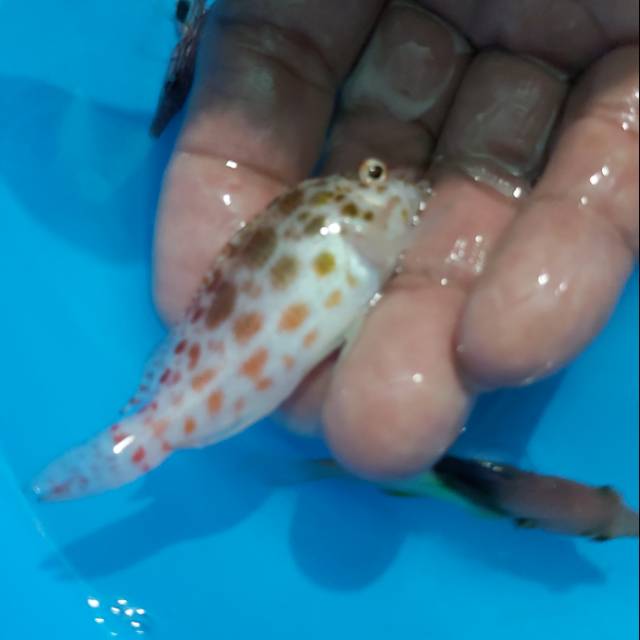 Ikan Hias Laut Tokek