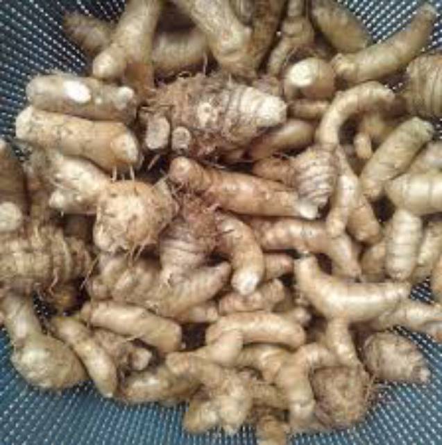 

Kunyit putih 1kg temu putih umbi segar basah fresh