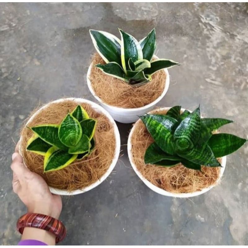 paket 3 sansivera mini kodok - paket hemat paket murah sansivera