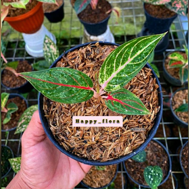 New promo bibit/anakan aglonema mahardika daun1-2-3