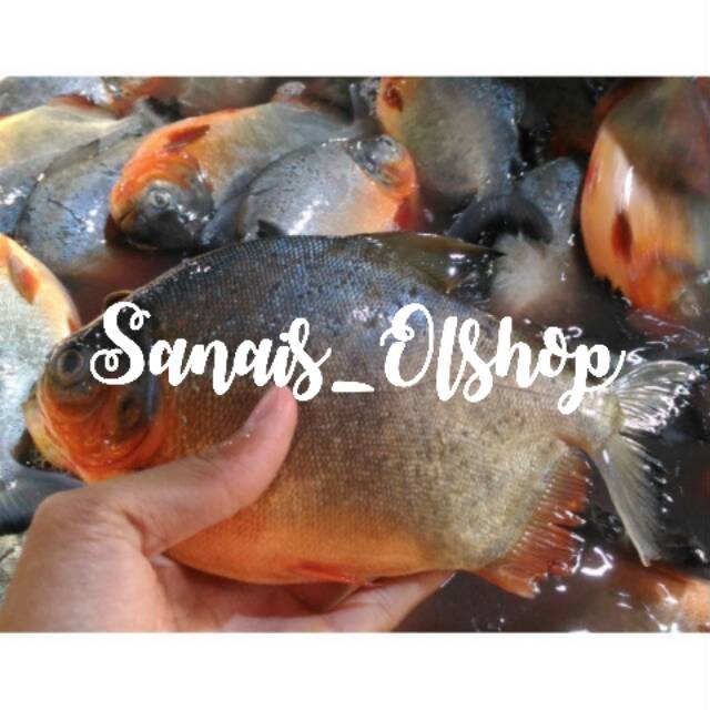 

Ikan bawal danau segar