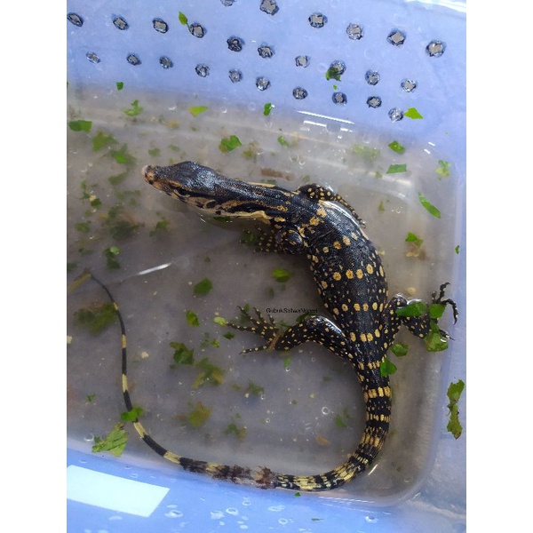 Varanus Salvator Sumbawa