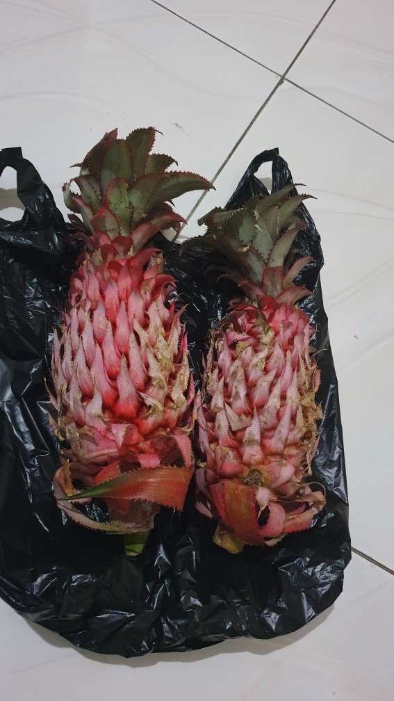 Terbaru 4.4 Nanas Muda Merah/nanas Pagar/nanas Hutan