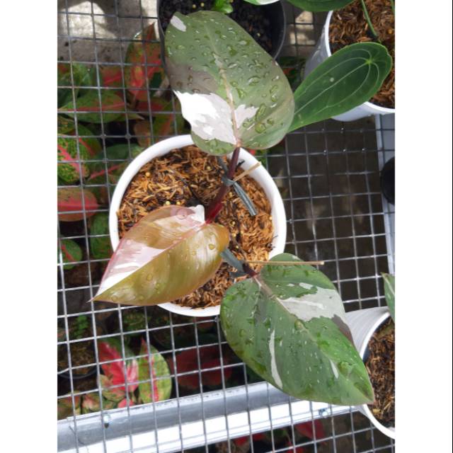 Harga Philodendron Anderson Philodendron Harga Philodendron Anderson Philodendron