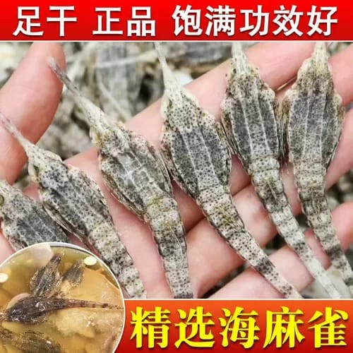 Hai Yan Zi / Ma Cui Kering Khasiat Kuat Spt kuda Laut Obat Herbal Pria