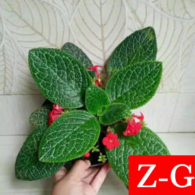 epicia hijau-tanaman gantung epicia hijau