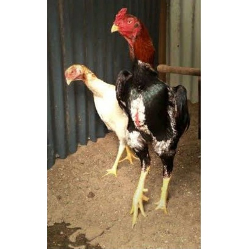 

TELUR AYAM INDIOGANTE