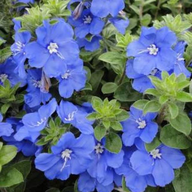 Tanaman Bunga Blue Daze Evolvulus Shaggy Dwarf Morning Glory Bunga Biru Shopee Indonesia