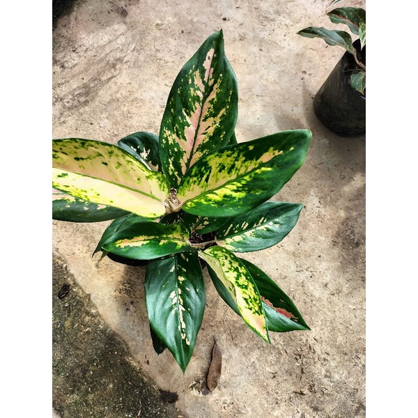 aglonema kocin kuning