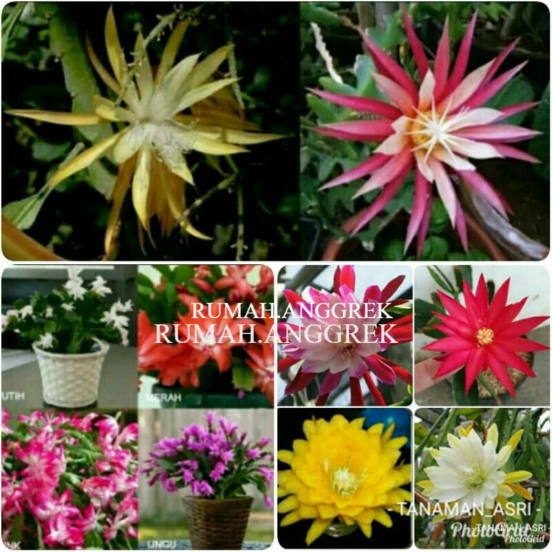 Paket 10 Tanaman Hias Wijaya Kusuma - Tanaman Hias Hidup - Bunga hidup - Bunga hias