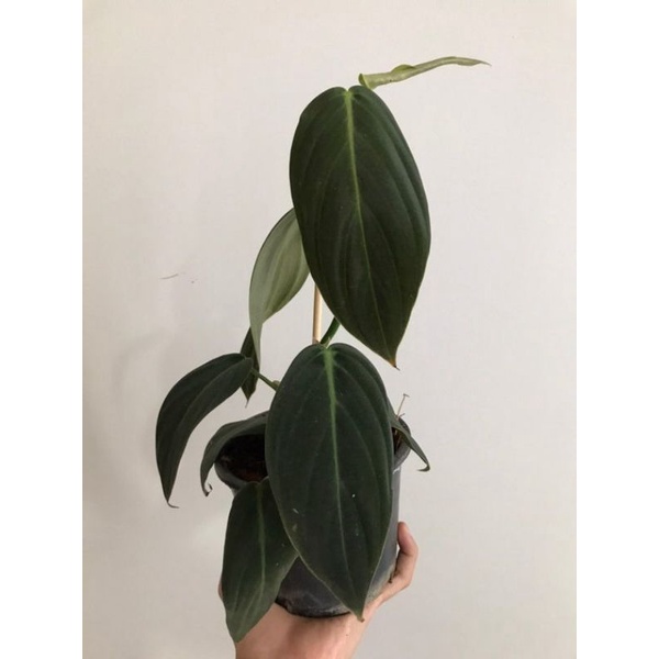 Tanaman Hias Philodendron Gigas - Tanaman Hias Koleksi