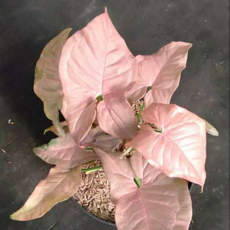 Tanaman hias syngonium neon robusta  - syngonium pink