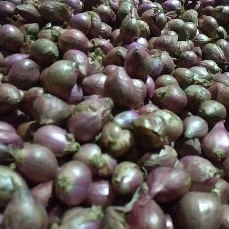 

bawang merah