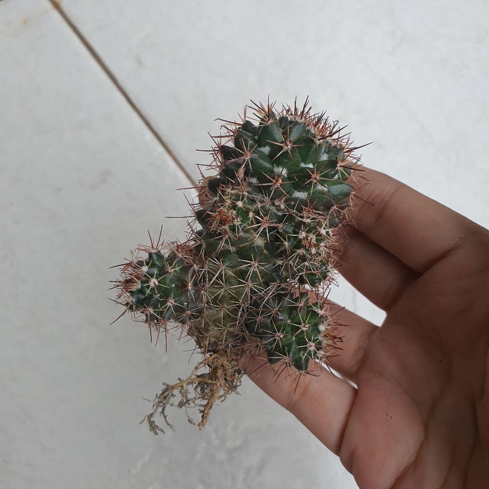 Kaktus Sukulen | 118. Mammillaria Backebergiana