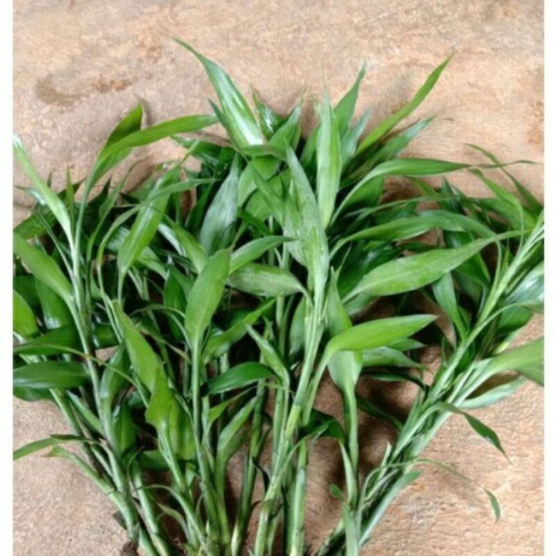 Tanaman hias bunga hidup sri rejeki bambu hoki hijau