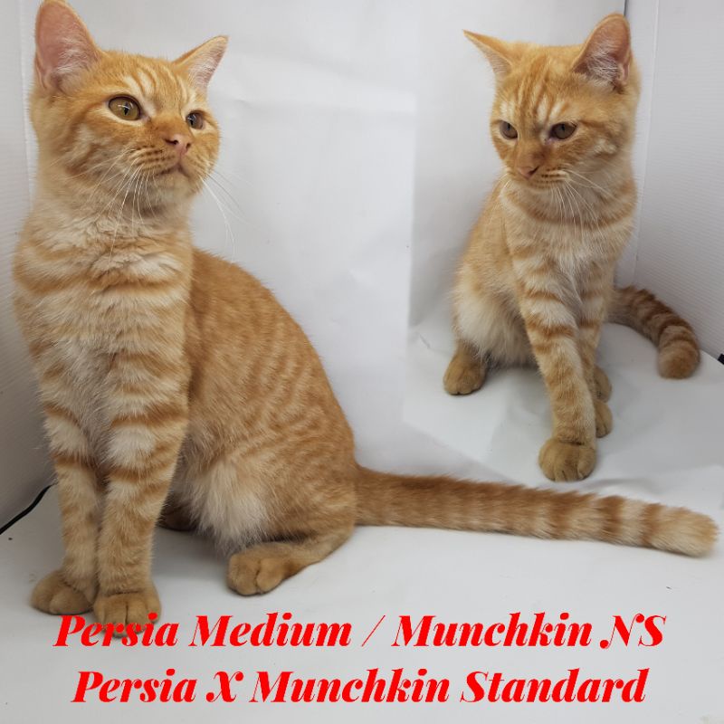 Kitten Kucing Munchkin NS (Persia Medium X Munchkin Standard) Male